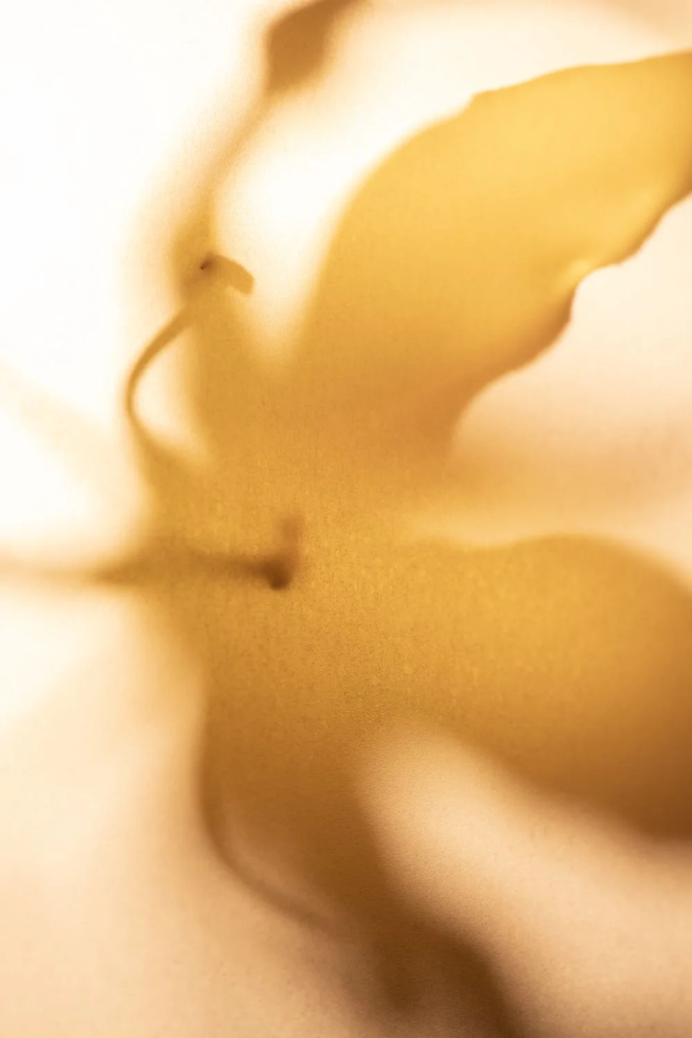 Calming Linen + Room Spray | Sandalwood + White Musk - Image 4